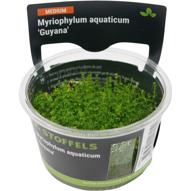 Planta acvariu Myriophyllum aquaticum Guyana In Vitro Stoffels - imagine 5